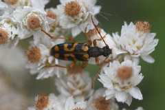 Xestoleptura