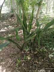 Sansevieria