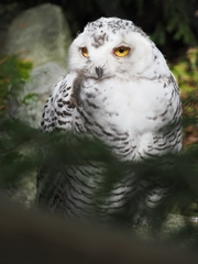Bubo scandiacus