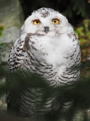 Bubo scandiacus