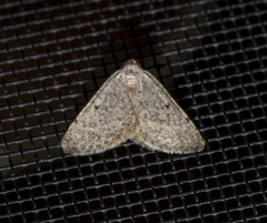 Taeniogramma