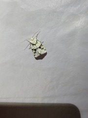 Lacinipolia implicata