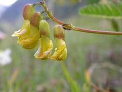 Astragalus penduliflorus