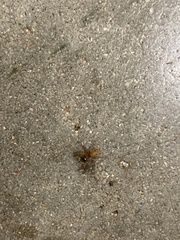 Hasarius adansoni