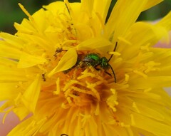 Augochlorella aurata