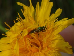 Augochlorella aurata