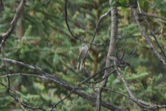 Tyrannidae