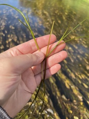 Potamogeton zosteriformis