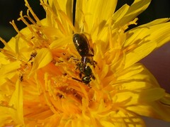 Augochlorella aurata
