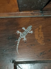 Tarentola delalandii