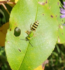 Agapostemon sericeus