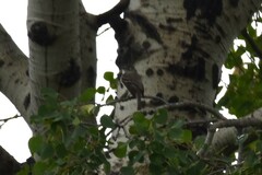 Empidonax