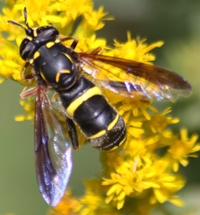 Spilomyia sayi