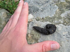 Mammalia