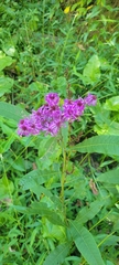 Vernonia