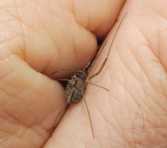 Oligolophus