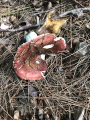 Russula rosacea