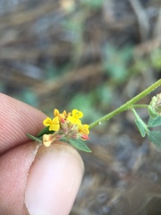 Acmispon decumbens