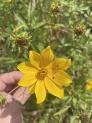 Bidens trichosperma