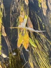 Potamogeton nodosus