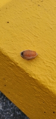 Prolimacodes badia