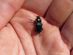 Carabidae
