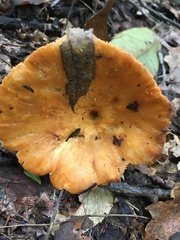 Lactarius