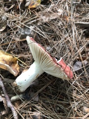 Russula rosacea