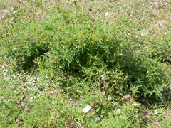 Astragalus penduliflorus