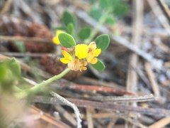Acmispon decumbens