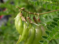 Astragalus penduliflorus