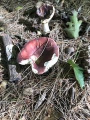 Russula rosacea