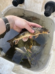 Hypentelium nigricans