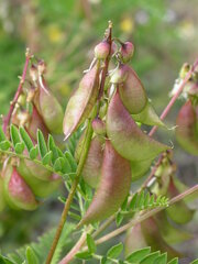 Astragalus penduliflorus