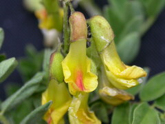 Astragalus penduliflorus