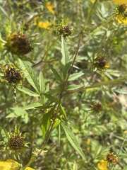 Bidens trichosperma