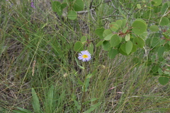Erigeron speciosus