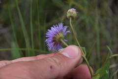 Erigeron speciosus