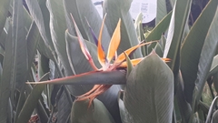 Strelitzia