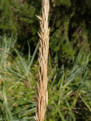 Leymus mollis