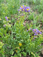 Solanum pinnatum