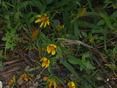 Bidens cernua