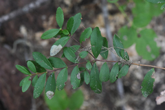 Leucoptera pachystimella