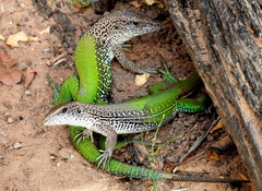 Ameiva ameiva