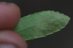 Leucoptera pachystimella