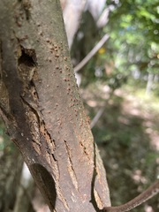 Cryphonectria parasitica