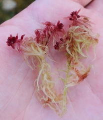 Sphagnum angermanicum