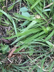 Dichanthelium laxiflorum