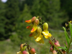 Astragalus penduliflorus