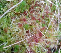 Sphagnum angermanicum